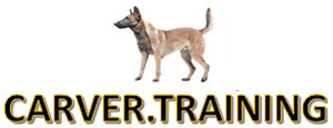 A Belgian Malinois dog standing alertly.